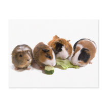 four guinea pigs who eat, carte postale