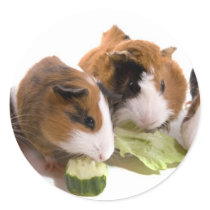 four guinea pigs who eat, adhésif