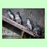 Four Little Penguins cards