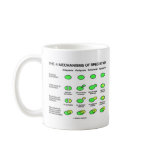 Four Mechanisms Of Speciation (Evolution) mugs