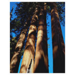 Four sequoias, Sequoia National Park, California, Personalized Flyer