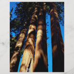 Four sequoias, Sequoia National Park, California, Personalized Flyer