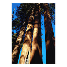 Four sequoias, Sequoia National Park, California, Invitation