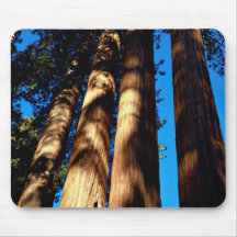 Four sequoias, Sequoia National Park, California, Mousepad