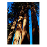 Four sequoias, Sequoia National Park, California, Postcards