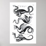 Four types of dragon