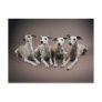 Four whippets postcard