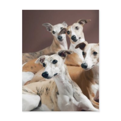 Four whippets postcard by ds34450