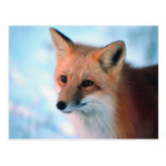 Fox assez rouge carte postale