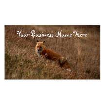 Fox in the Grass; Promotional Business Cards
