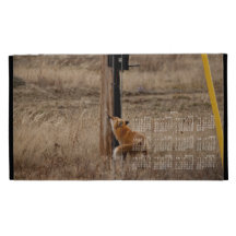 Fox Loves Utility Pole; 2013 Calendar iPad Folio Case