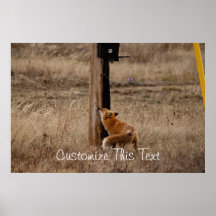 Fox Loves Utility Pole; Customizable Print