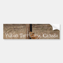 Fox Loves Utility Pole; Yukon Territory Souvenir Bumper Stickers