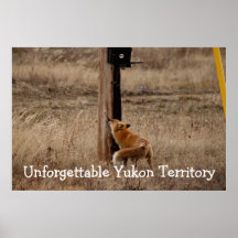 Fox Loves Utility Pole; Yukon Territory Souvenir Print