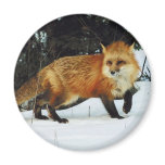 Fox Fridge Magnets