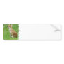 Fox Photo Bumper Sticker