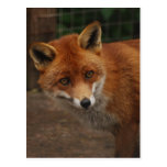 Fox Postcards