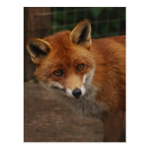 Fox Postcards