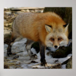 Fox Print