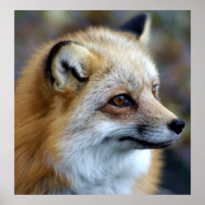 Fox Profile Poster by Tberling