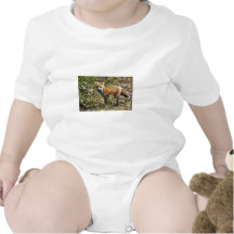 Fox rouge barboteuse