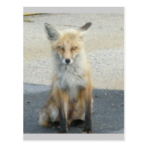 Fox "Scooter" IBSP Postcard