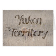 Fox Sniffing the Crocuses; Yukon Souvenir Greeting Cards