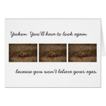 Fox Sniffing the Crocuses; Yukon Souvenir Greeting Cards