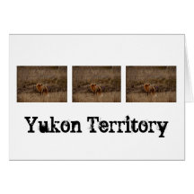 Fox Sniffing the Crocuses; Yukon Souvenir Greeting Cards