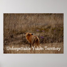 Fox Sniffing the Crocuses; Yukon Souvenir Posters
