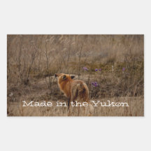 Fox Sniffing the Crocuses; Yukon Souvenir Stickers