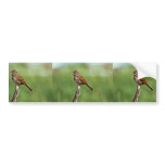 Fox Sparrow Bumper Sticker