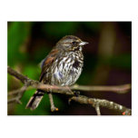 Fox Sparrow Post Cards