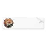 Fox Species Bumper Stickers bumper stickers