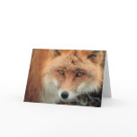 Fox Species Greeting Card