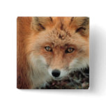 Fox Species Square Pin