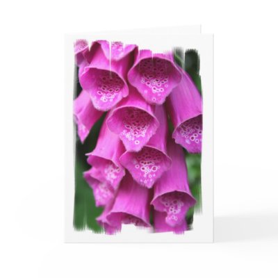 Foxglove Plant Greeting Card by PerennialGardens
