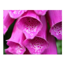 Foxglove Plant Postcard