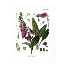 Foxglove Post Card