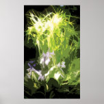 Foxgloves 1 print