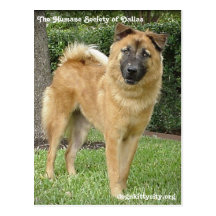 Foxter - The Humane Society of Dallas Postcard