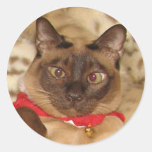 FPG Xmas Tonkinese 2 - Sticker