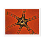 Fractal starfish post cards