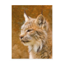 Fractalius Canadian Lynx Post Card