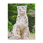 Fractalius Snow Leopard Postcards
