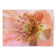 Fragile Bloom - Spring Poppy Greeting Cards