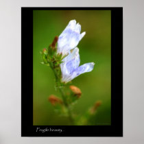Fragile flower poster