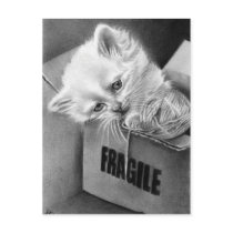 Fragile Kitty box Postcard