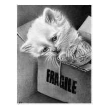 Fragile Kitty box Postcard