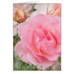 Fragrant Cloud Rose Card